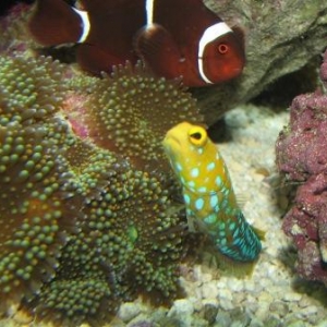 Bluespot Jawfish Day 6