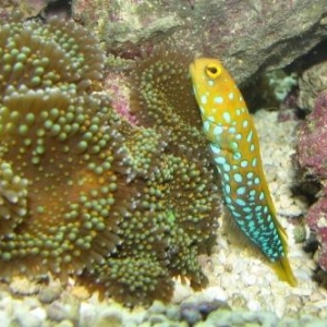 Bluespot Jawfish Day 6