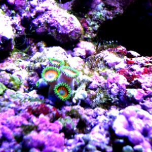 Zoanthid Frags