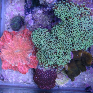 April Photo contest - euphyllia coral