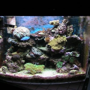 12G_reef_3-2007_rs