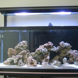 FTS1