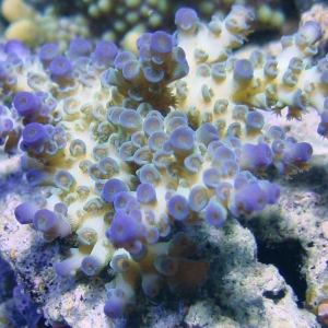 8cr_unknown_acro