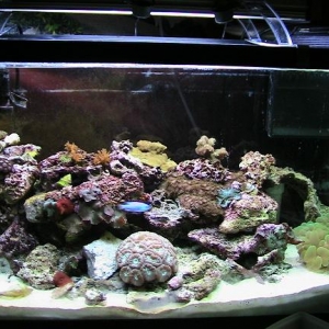 30G reef 4-2007