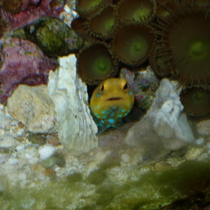 Blue Spot Jawfish