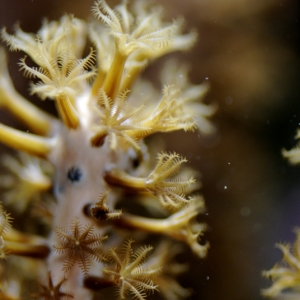 Gorgonian (Photosynthetic)