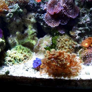 Mixed corals