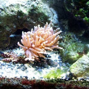 Torch Coral