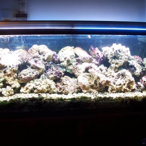 Pics of the new tank setup