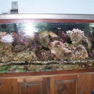 Pics of the new tank setup