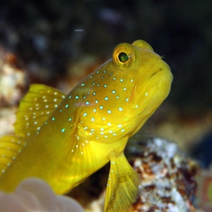 Yellow Watchman Goby