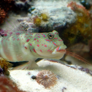 Pink Spotted Goby