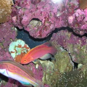 Rose-Band & Labouti Fairy Wrasse