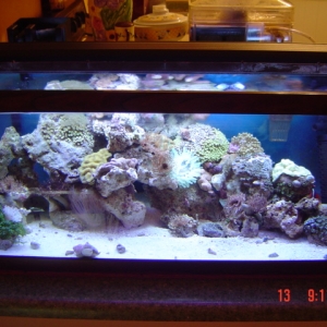 my 20 g reef