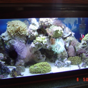 my 20 g reef