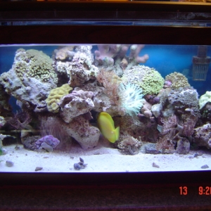 my 20 g reef