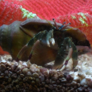 Hermit Crabs are cool!