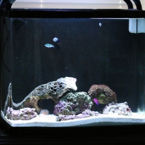 Tank at 4 weeks