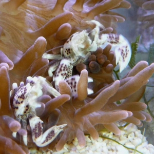 Feeding Anemone Crabs