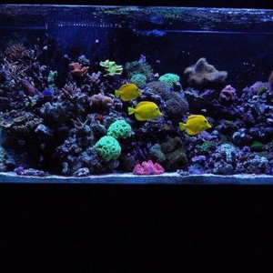 New reef!
