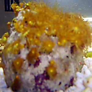 yellow_polyps