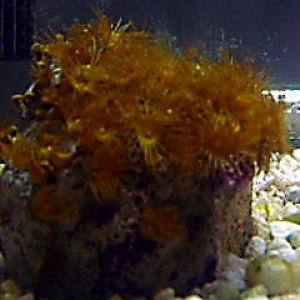 yellow_polyps_2