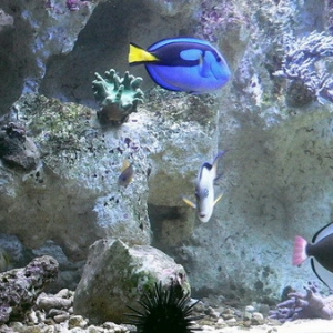 a part of my Fish tank