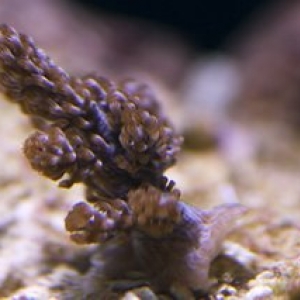 Colt Coral Frag