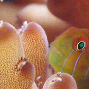 Baby Clown Goby