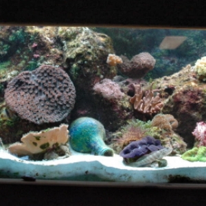 greg's tank-full shot