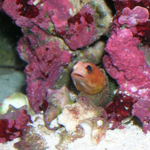 Red Headed Jawfish