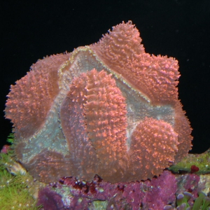 Lobophyllia