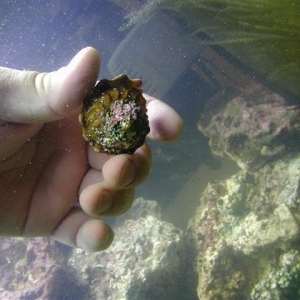 Tank shot and big snail