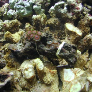 Zoas and polyps