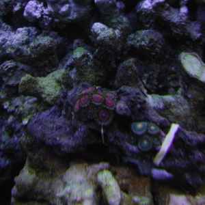 Zoas