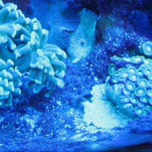 Actinics Pics