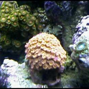 OCTGONI2