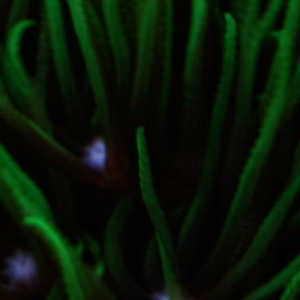 Green Star Polyps