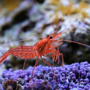 Peppermint Shrimp