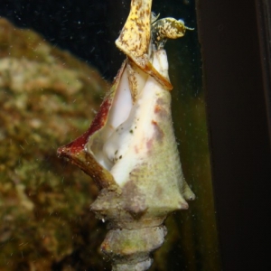 Queen Conch