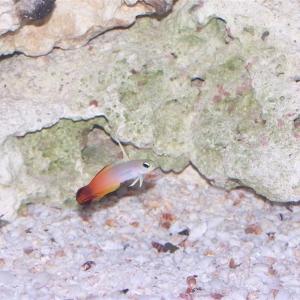 Firefish 10-20-07