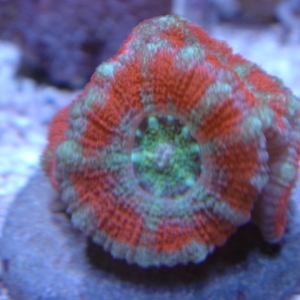 Starbright Orange Acan Lord