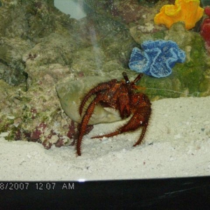 Crab_in_29gl