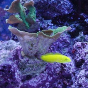 Yellow Wrasse