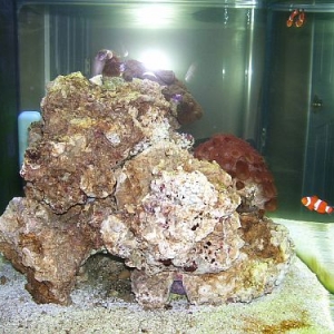 full tank shot