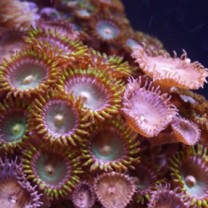 Zoas