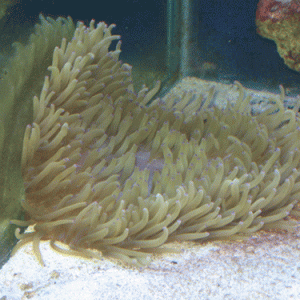 My anemone club entry