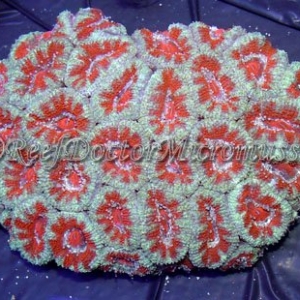 Aussie Acanthastrea  Lord