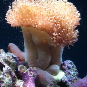 Fraggin Toadstool