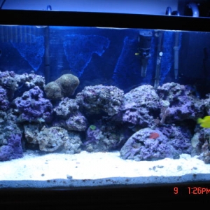 Fish_Tank_099